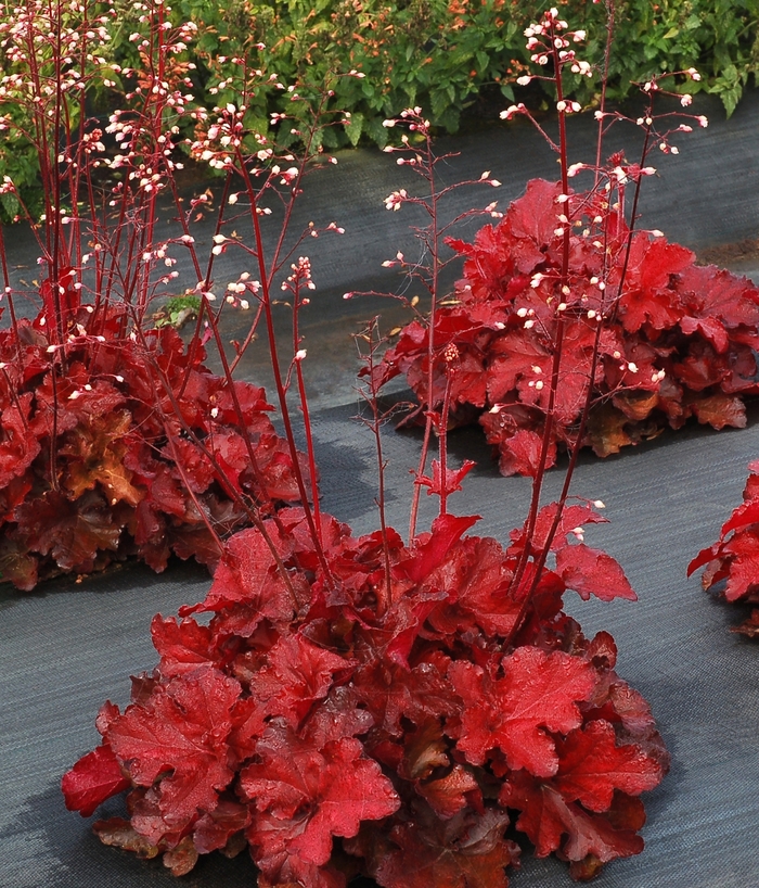 Forever Red Coral Bells - Heuchera 'Forever Red' from Faller Landscape