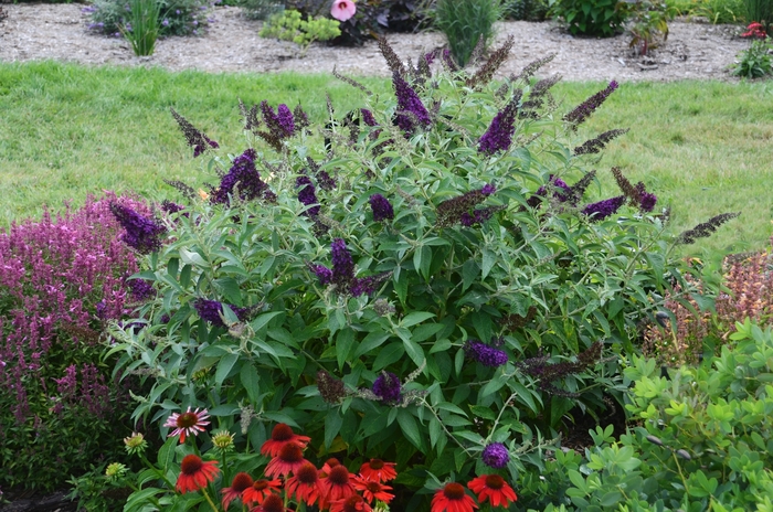 Monarch® Dark Dynasty Butterfly Bush - Buddleia davidii 'Dark Dynasty' from Faller Landscape