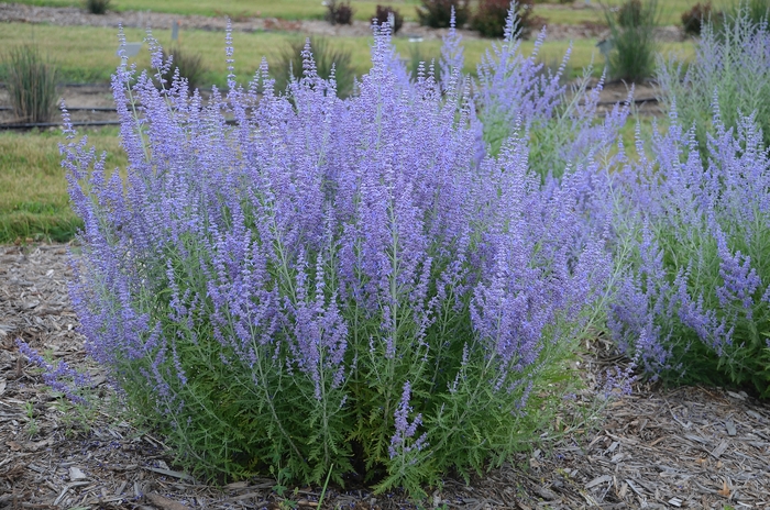  Blue Jean Baby Russian Sage - Perovskia atriplicifolia 'Blue Jean Baby' from Faller Landscape