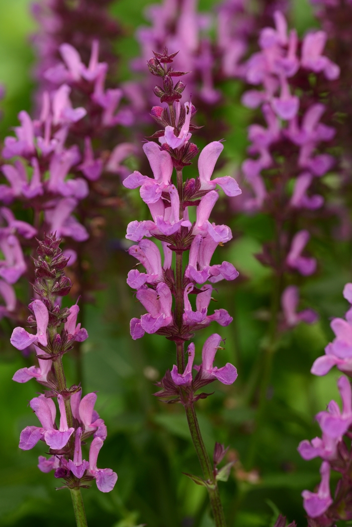  Rose Marvel Salvia - Salvia nemorosa 'Rose Marvel' from Faller Landscape