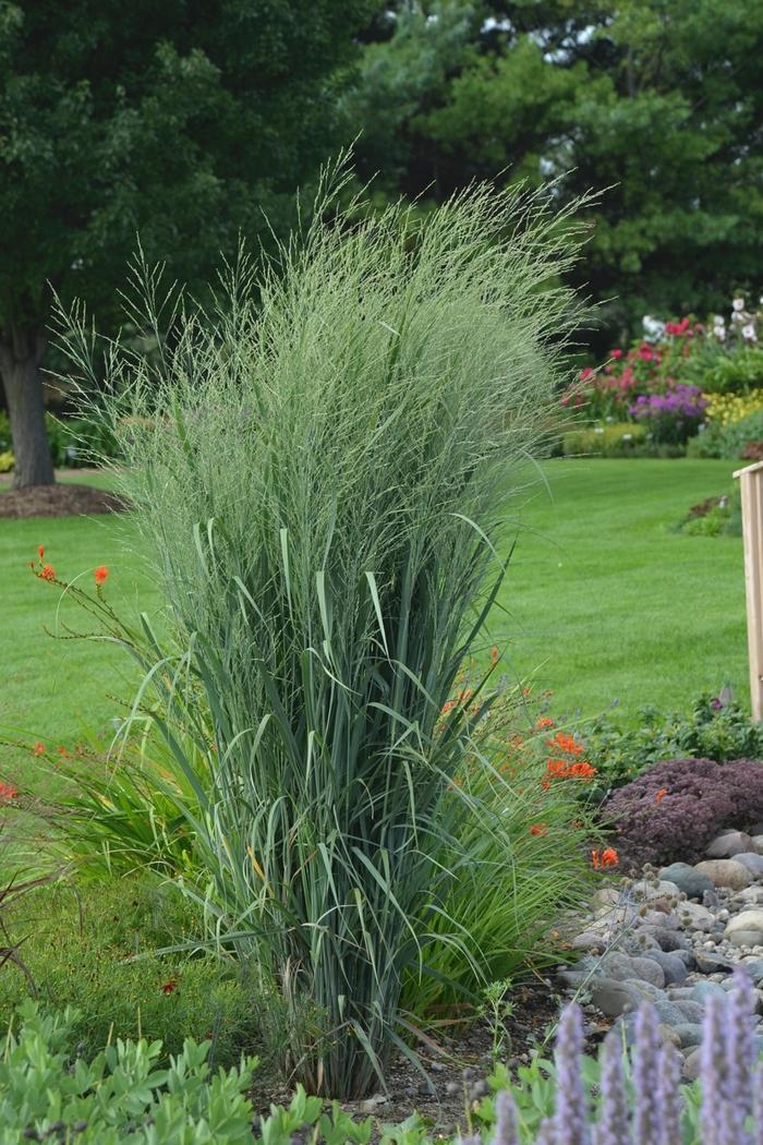 Prairie Winds® 'Totem Pole' - Panicum virgatum from Faller Landscape