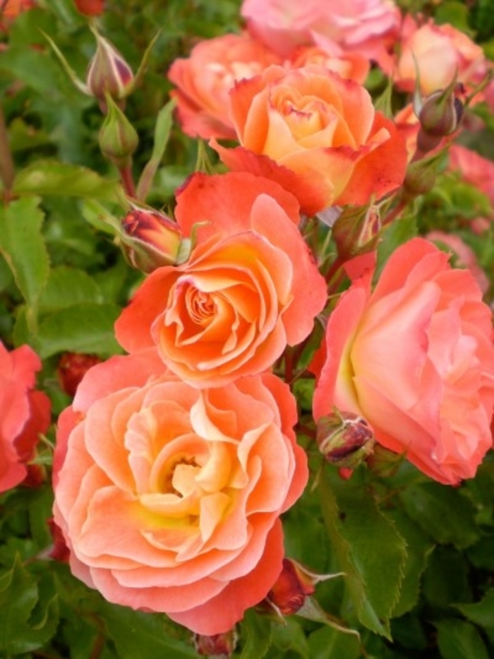 Coral Cove Rose - Rosa 'BAIlove' from Faller Landscape