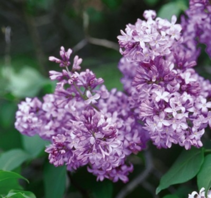 Common Purple Lilac - Syringa vulgaris from Faller Landscape