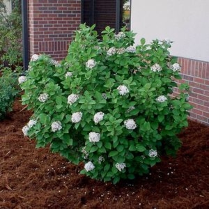 Cayuga Viburnum Faller Landscape