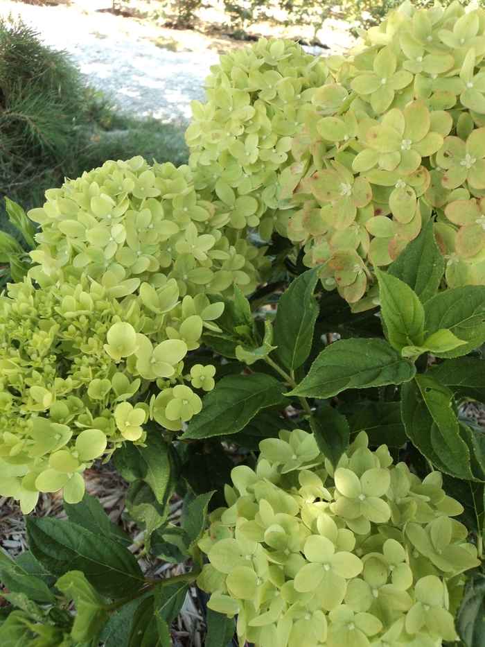 Little Lime® Hydrangea - Hydrangea paniculata 'Jane' from Faller Landscape