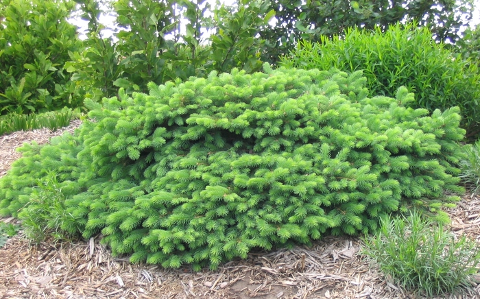 Mesa Verde Spruce - Picea pungens 'Mesa Verda' from Faller Landscape