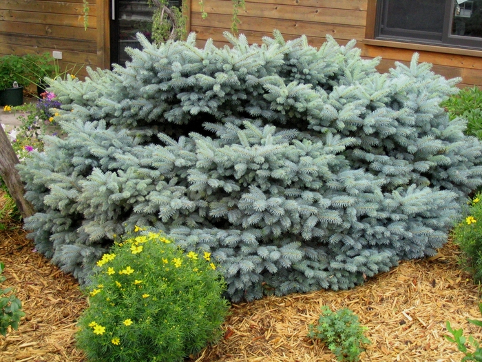 Montgomery Blue Spruce - Picea pungens 'R.H. Montgomery' from Faller Landscape