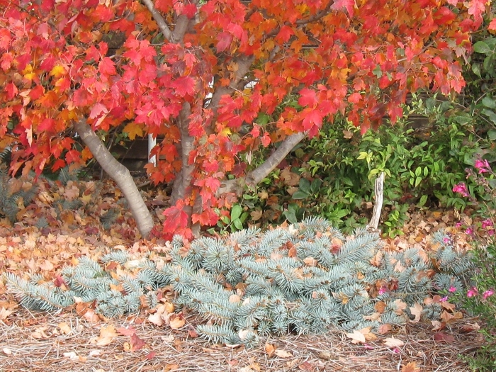 Creeping Blue Spruce - Picea pungens 'Procumbens' from Faller Landscape