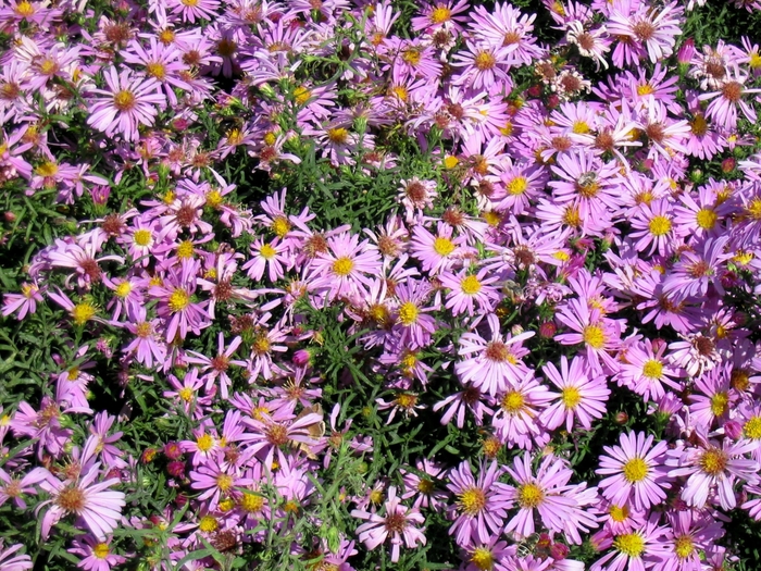Wood's Pink Aster - Aster dumosus 'Wood's Pink' from Faller Landscape