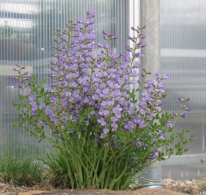 Dwarf False Indigo - Baptisia minor from Faller Landscape