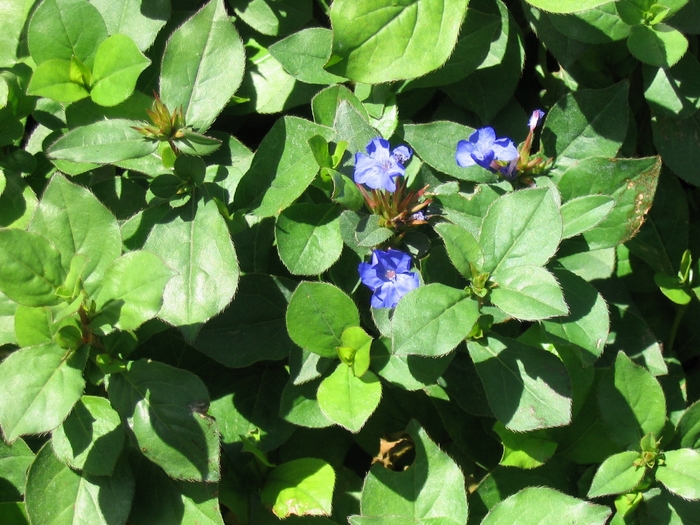 Plumbago - Ceratostigma plumbaginoides from Faller Landscape