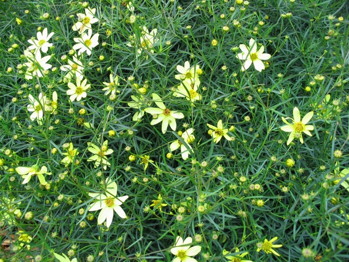 Moonbeam Coreopsis - Coreopsis verticillata 'Moonbeam' from Faller Landscape