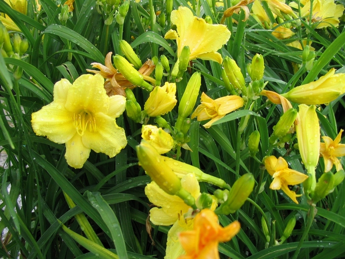 Happy Returns Daylily - Hemerocallis 'Happy Returns' from Faller Landscape
