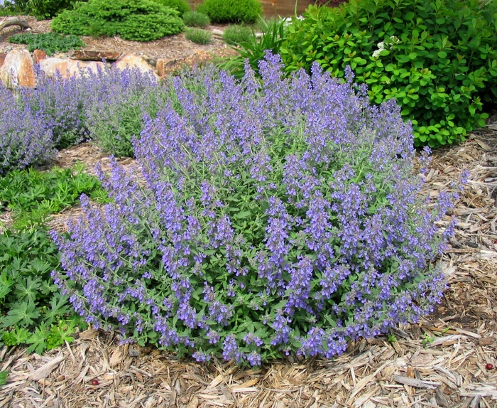 Junior Walker™ Low Catmint - Nepeta faassanii 'Junior Walker™' from Faller Landscape