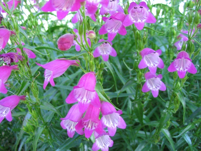 Red Rocks Penstemon | Faller Landscape