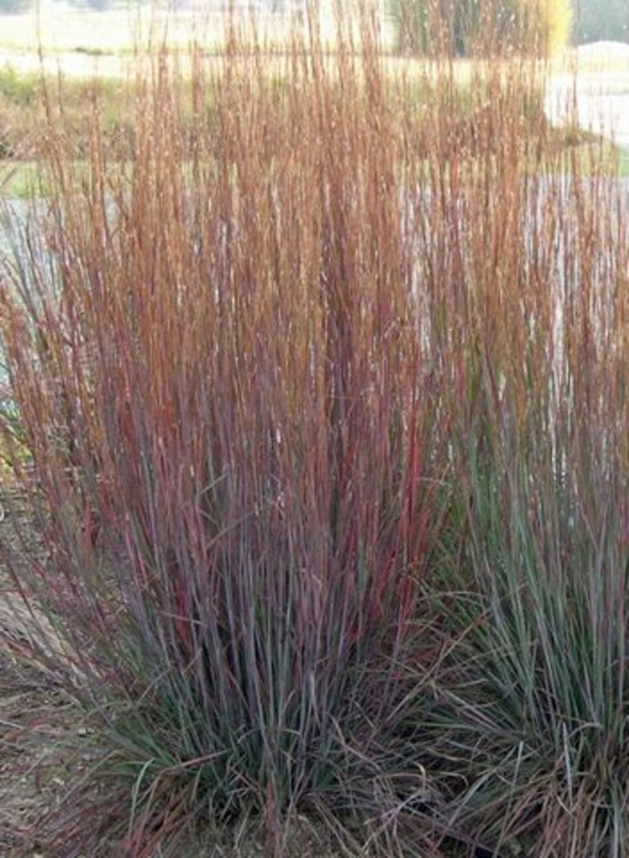 Blue Heaven® Little Bluestem - Schizachyrium scoparium 'MinnBlues' from Faller Landscape