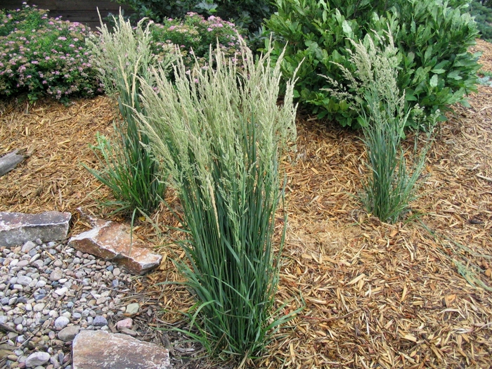 Karl Forester Reed Grass - Calamagrostis acutiflora 'Karl Foerster' from Faller Landscape