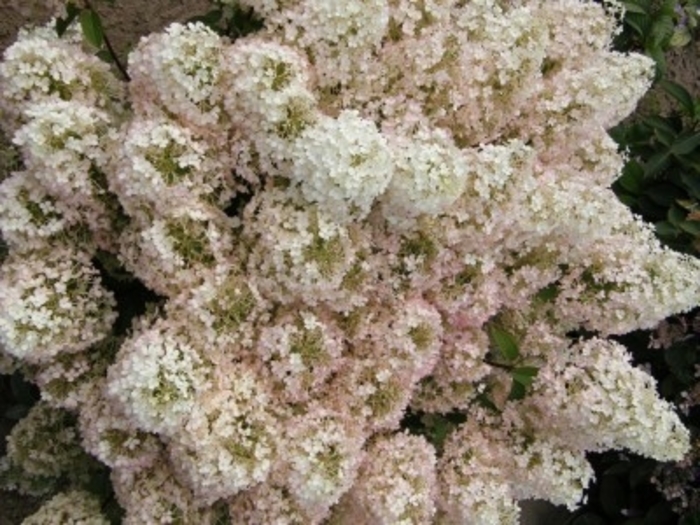 BoBo® Hydrangea - Hydrangea paniculata 'ILVOBO' from Faller Landscape