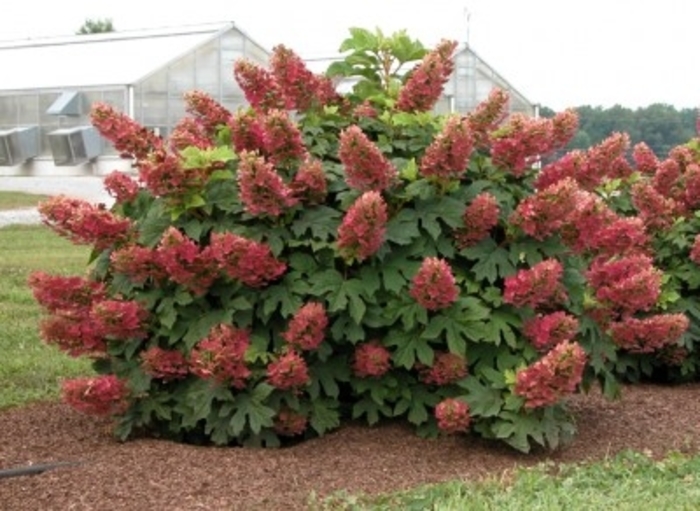 Ruby Slippers Oakleaf Hydrangea - Hydrangea quercifolia 'Ruby Slippers' from Faller Landscape