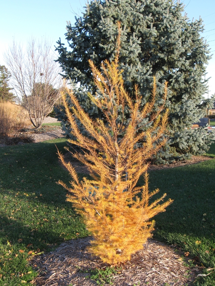 American Larch - Larix laricina from Faller Landscape