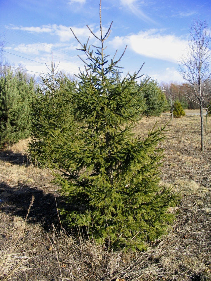 Norway Spruce - Picea abies from Faller Landscape