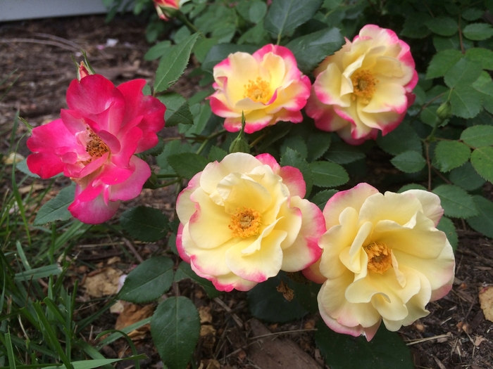 Campfire Rose - Rosa 'CA29-2013' from Faller Landscape