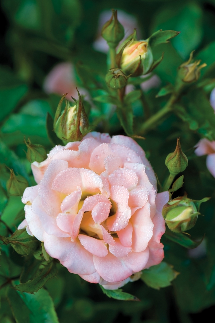 Peach Drift® Rose - Rosa 'Meiggili' from Faller Landscape
