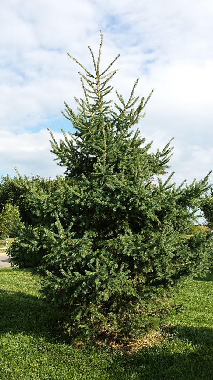 White Spruce - Picea glauca from Faller Landscape
