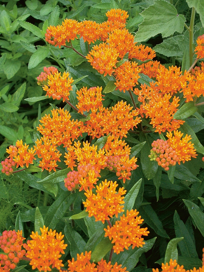 Orange Butterfly Milkweed - Asclepias tuberosa from Faller Landscape