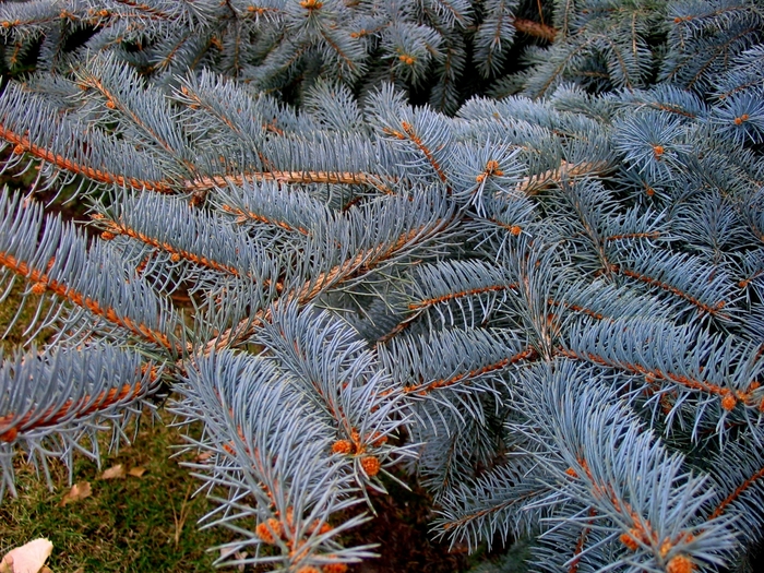 Blue Spruce - Picea pungens from Faller Landscape