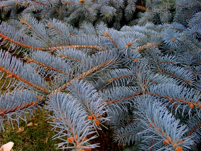 Colorado Blue Spruce - Picea pungens from Faller Landscape