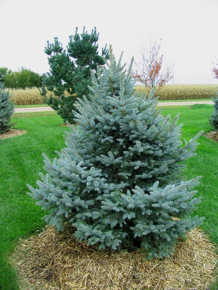 Fat Albert Blue Spruce - Picea pungens 'Fat Albert' from Faller Landscape