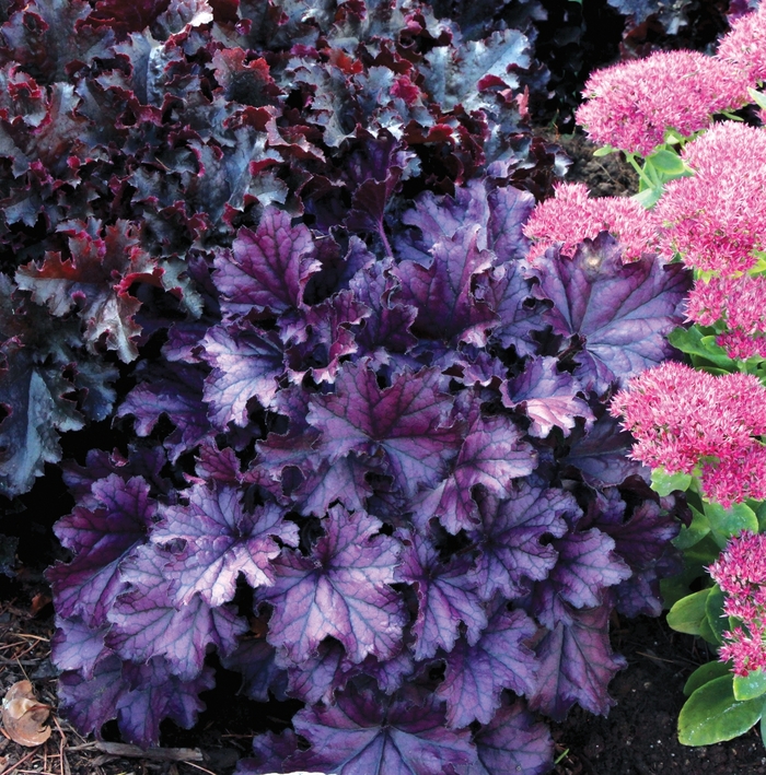 Forever Purple Coral Bell - Heuchera 'Forever Purple' from Faller Landscape