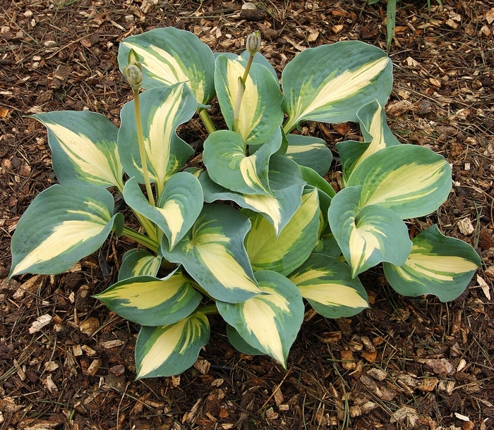 Dream Queen Hosta - Hosta 'Dream Queen' from Faller Landscape