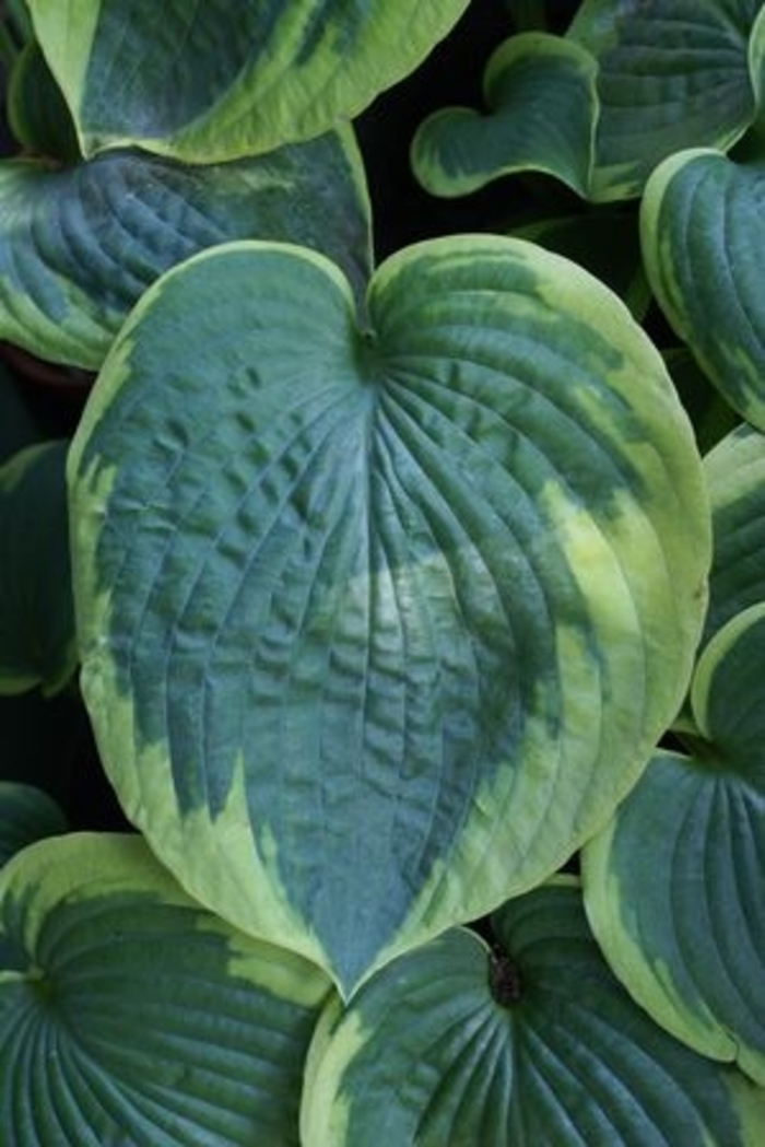 Olive Bailey Langdon Hosta - Hosta 'Olive Bailey Langdon' from Faller Landscape