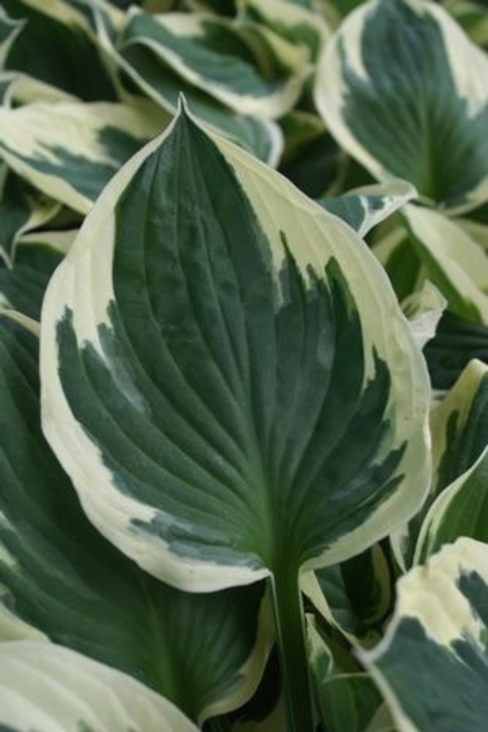 Patriot Hosta - Hosta 'Patriot' from Faller Landscape