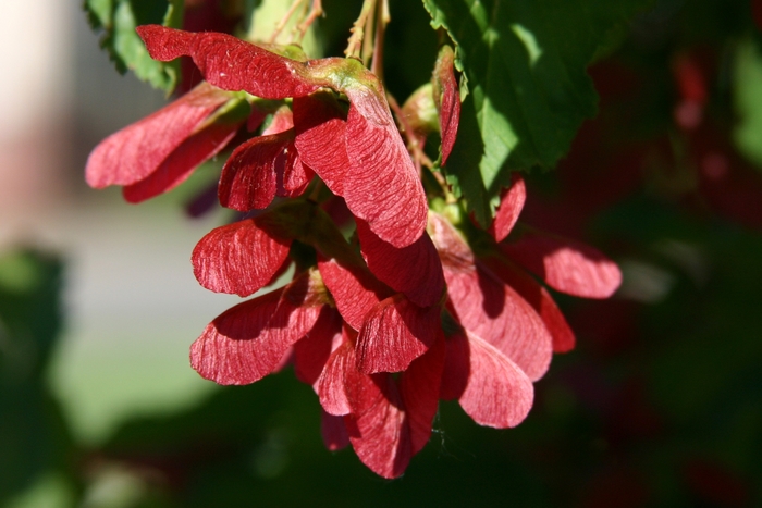 Hot Wings Tartarian® Maple - Acer tartaricum 'Gar Ann' from Faller Landscape