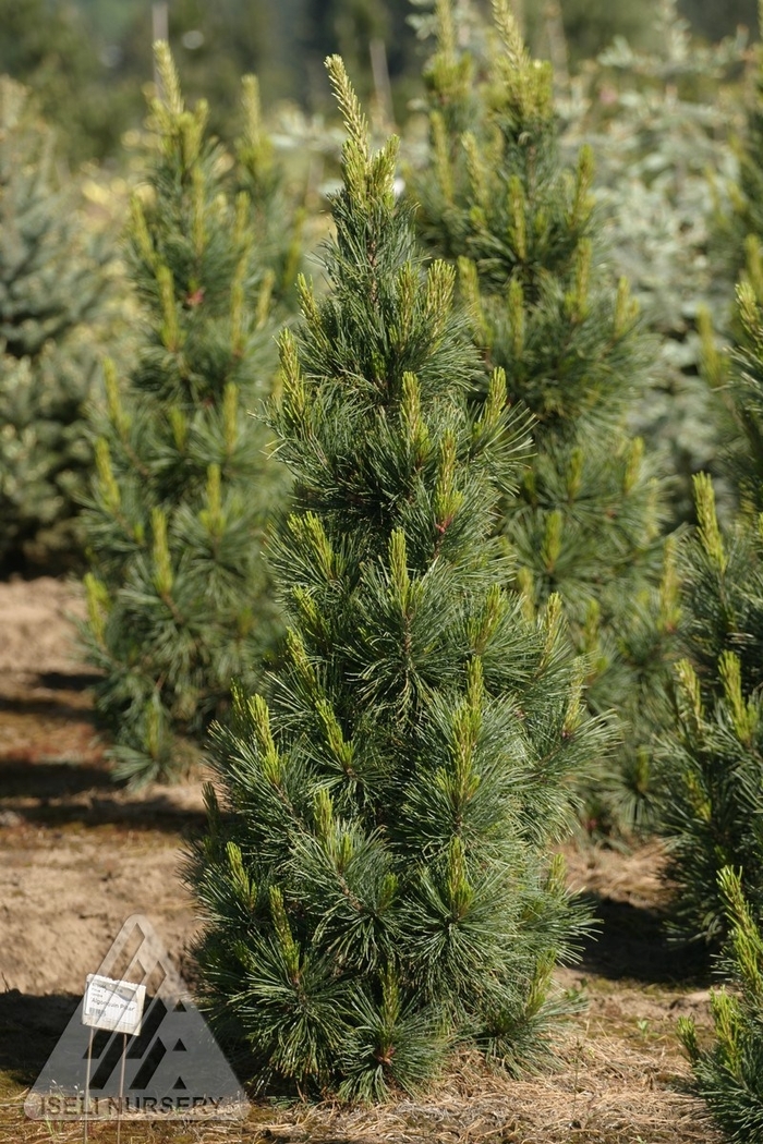 Algonquin Pillar Swiss Stone Pine - Pinus cembra 'Algonquin Pillar' from Faller Landscape