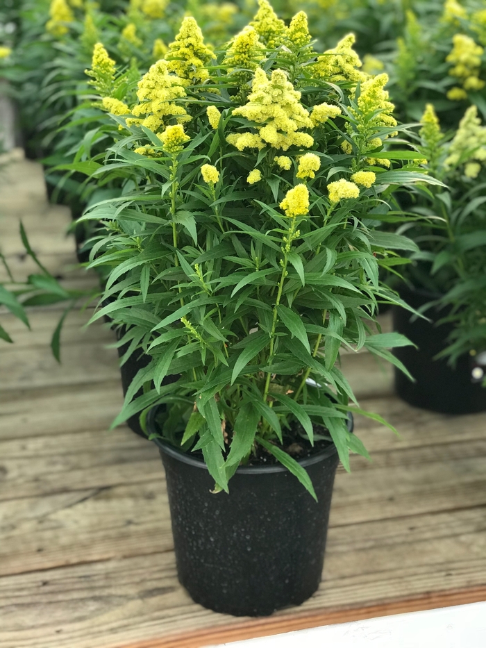 Little Lemon Goldenrod - Solidago 'Little Lemon' from Faller Landscape