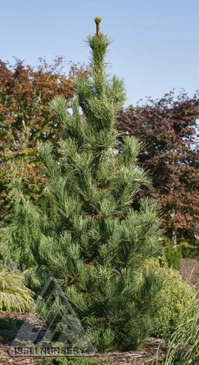 Chalet Swiss Stone Pine - Pinus cembra 'Chalet' from Faller Landscape