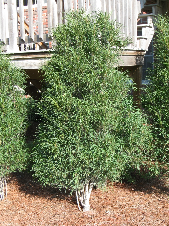 Fine Line® Buckthorn - Rhamnus frangula 'Ron Williams' from Faller Landscape