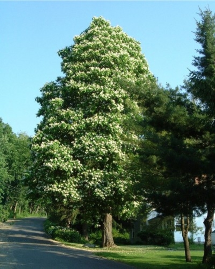 Ohio Buckeye - Aesculus glabra from Faller Landscape