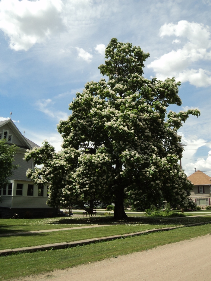 Northern Catalpa - Catalpa speciosa from Faller Landscape