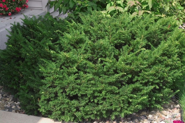 Dark Green Yew - Taxus x media 'Dark Green' from Faller Landscape