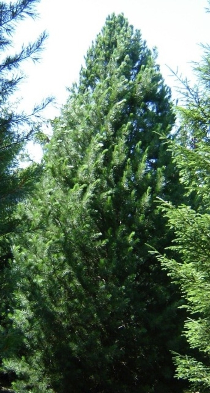 Prairie Statesman Swiss Stone Pine - Pinus cembra 'Herman' from Faller Landscape