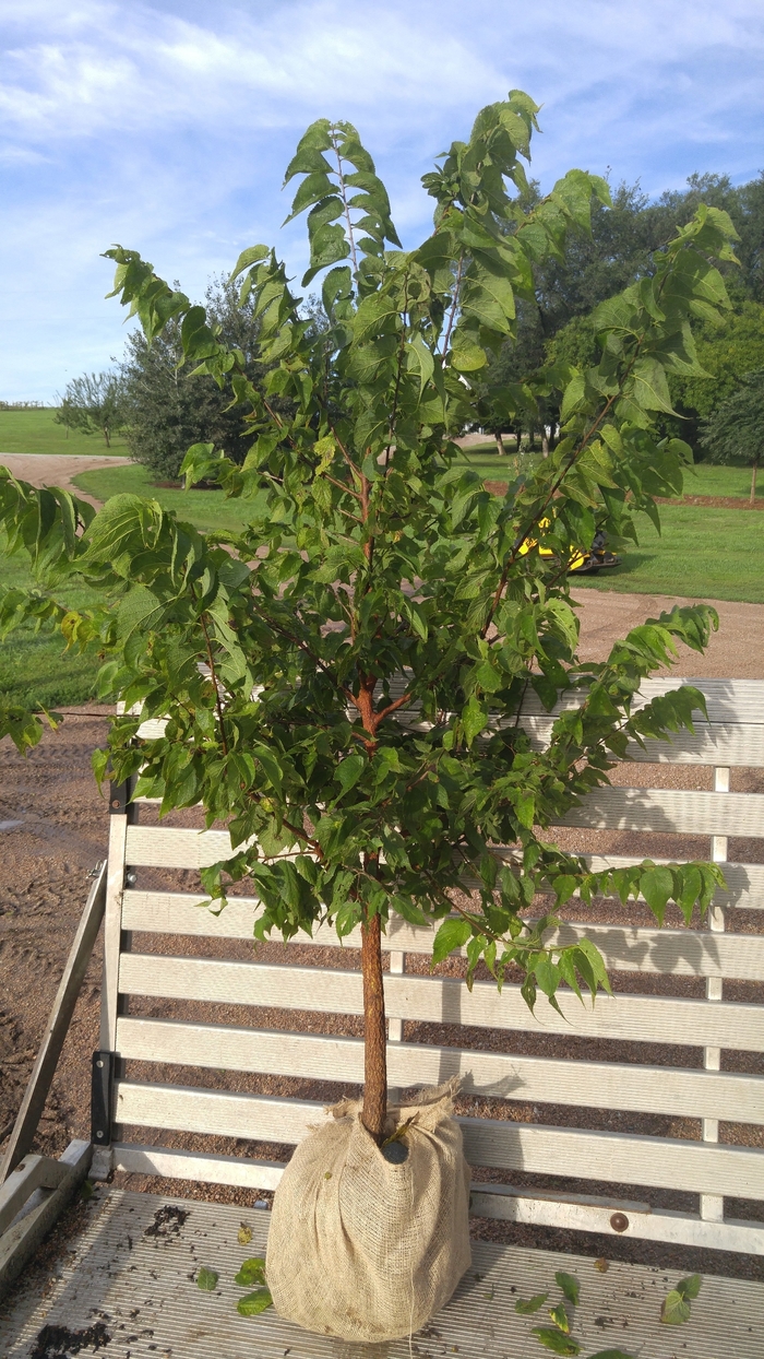 Hackberry - Celtis occidentalis from Faller Landscape