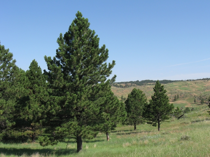 Ponderosa Pine - Pinus ponderosa from Faller Landscape