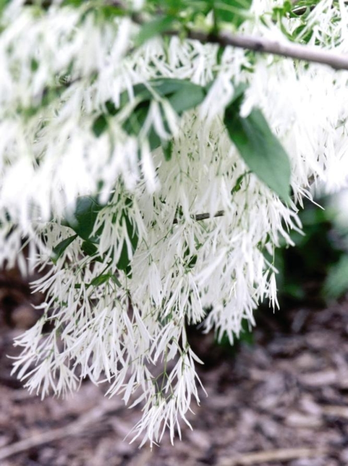 White Fringetree - Chionanthus virginicus from Faller Landscape