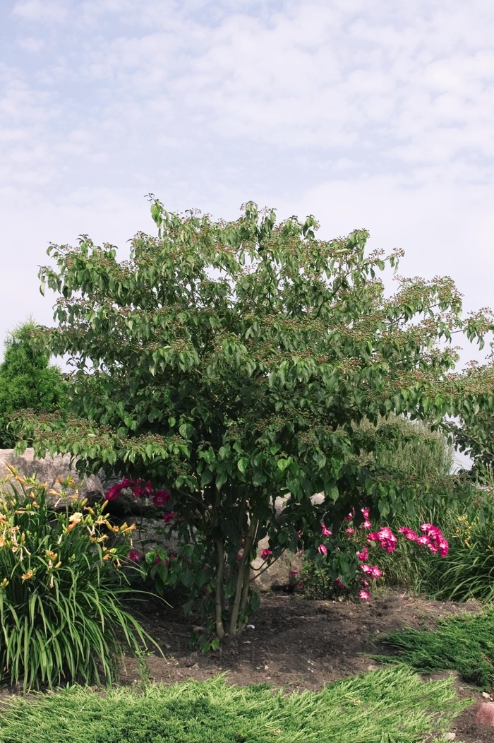 Pagoda Dogwood - Cornus alternifolia from Faller Landscape