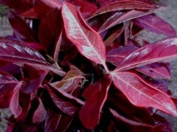 Smooth Witherod Viburnum - Viburnum nudum 'Winterthur' from Faller Landscape